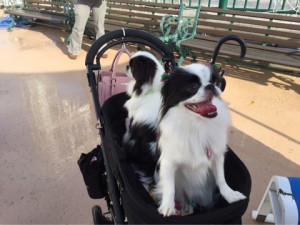 o0480036013803339147