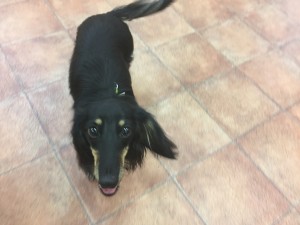 写真 2017-06-24 9 47 56