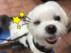 写真 2017-08-03 15 18 33