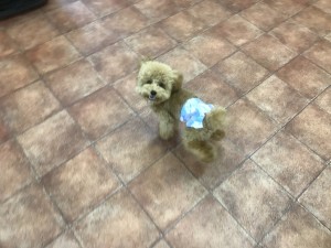 写真 2017-08-11 12 11 03