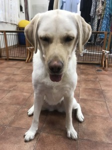 写真 2017-08-26 13 57 45