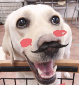 写真 2017-07-27 12 36 52