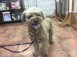 写真 2017-09-02 15 07 30