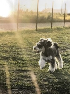 写真 2017-11-20 16 48 52