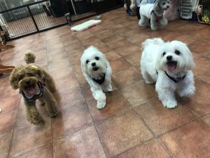 写真 2017-07-06 14 51 39