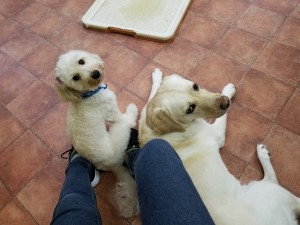 20180730_132137-805x604